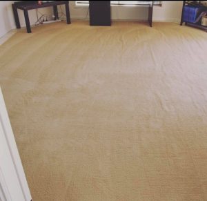 best house carpet steam cleaning