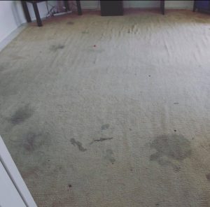 house carpet steam cleaner
